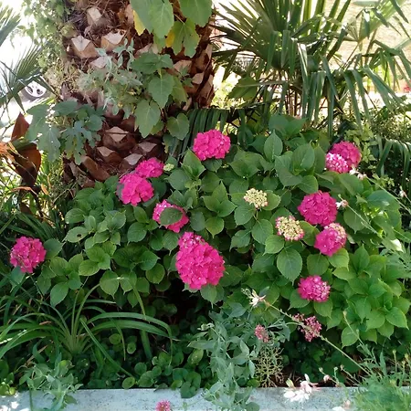 Manuel Apartment Pjescana Uvala